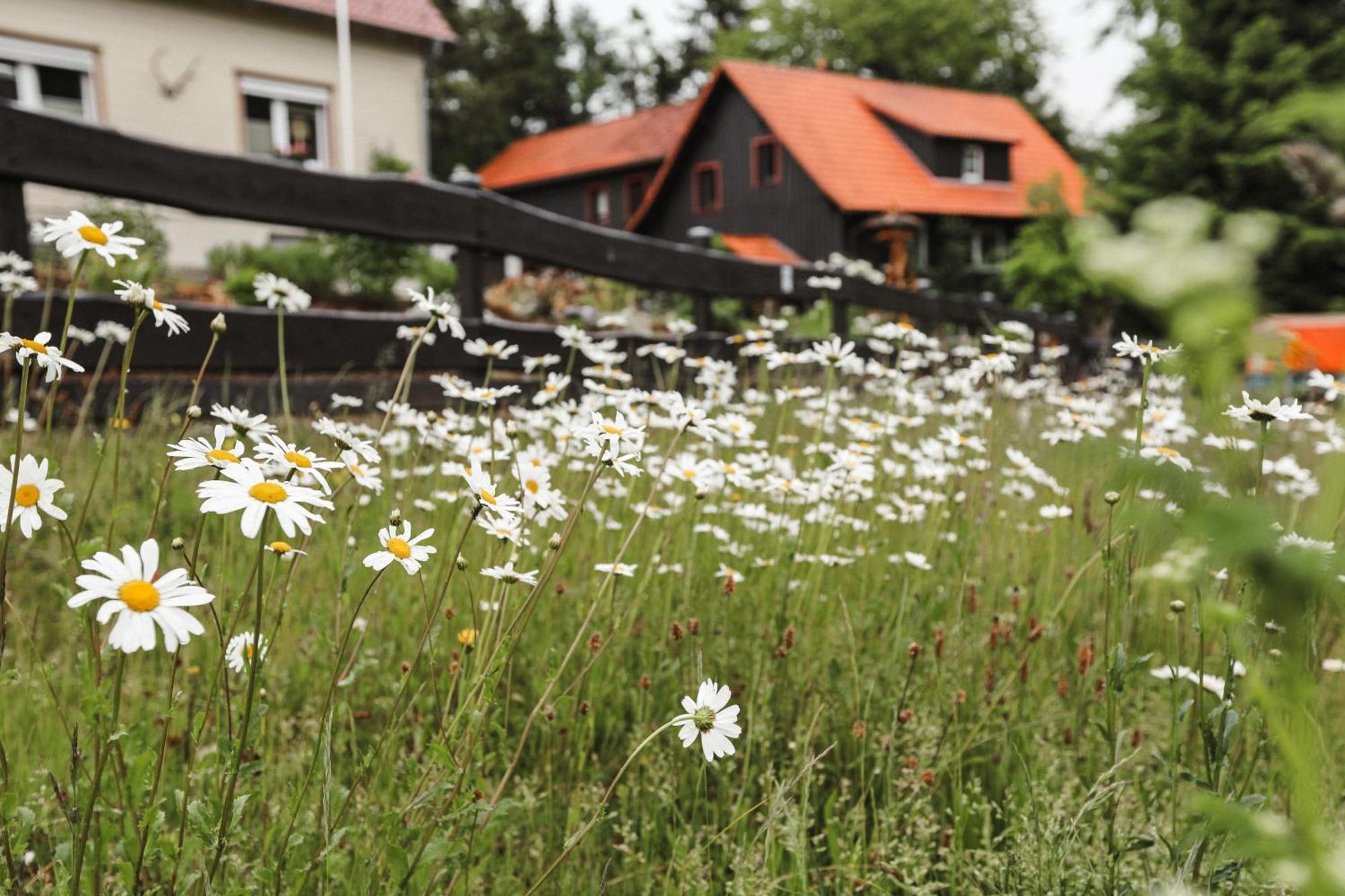 Terrassenhaus Im Harz, Pool, Sauna, Wlan Браунлаге Екстериор снимка